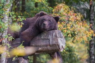 A young male Eurasian brown bear (Ursus arctos arctos) rests on a rotting log lying on the ground.