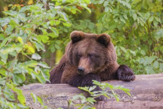 A young male Eurasian brown bear (Ursus arctos arctos) rests on a rotting log lying on the ground