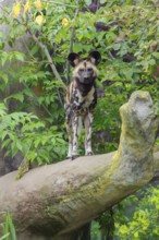 An African Wild Dog, Lycaon pictus, stands in front of some green vegetation on a thick branch of a