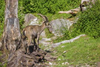 A male ibex (Capra ibex) stands next to a dead tree on a sunny day in hilly terrain