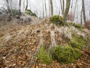 Beech woodland (Fagus sylvatica), and grasses covered in hoarfrost in winter, on the hilltop of