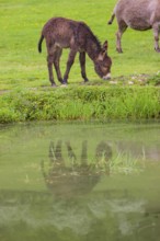 A mixed breed donkey foal stands grazing in a green meadow at a small pond