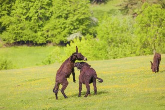 Two mixed breed donkey stallions fight