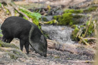 A collared peccary (Dicotyles tajacu) stands in a forest in front of a small cataract