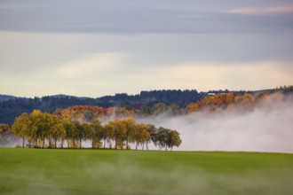 Trees and forests in the early morning mist