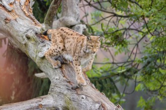 A Eurasian lynx (Lynx lynx) runs down a dead tree lying at an angle