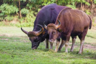 A male and a female Gaur (Bos gaurus gaurus) stand side by side on a green meadow, eating grass