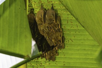 Pallas's flower bat, or shrew long-tongued bat (Glossophaga soricina) Bats (Microchiroptera),