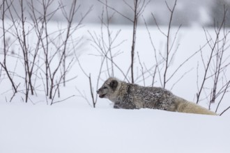 One arctic fox (Vulpes lagopus), (white fox, polar fox, or snow fox) running over a snow covered