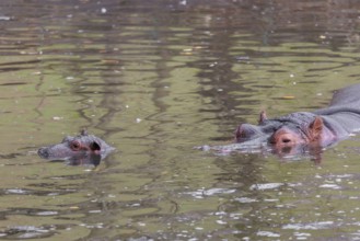 A baby hippopotamus (Hippopotamus amphibius) and its mother swimming in a river