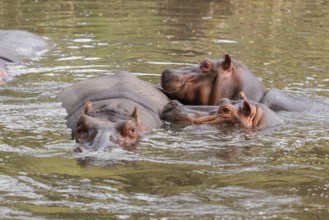 A group of hippos (Hippopotamus amphibius) swimming in a river