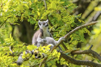 A ring-tailed lemur (Lemur catta) sits high up in a tree on a branch between fresh green leaves