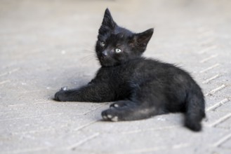 Domestic cat, 8-week-old kitten, Vulkaneifel, Rhineland-Palatinate, Germany, Europe