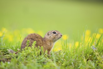 An adult European ground squirrel (Spermophilus citellus) or European souslik sits in green gras