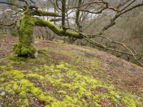 Beech Tree (Fagus sylvatica), an old gnarled tree, covered in moss, in Kellerwald national park, in