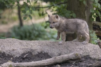 One four weeks old Arctic wolf cub (Canis lupus arctos) standing on a dry dam of a pond with green