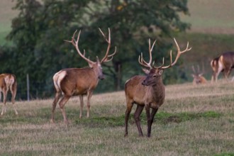 A herd of Altai maral, Altai wapiti or Altai elk (Cervus canadensis sibiricus) stand on a meadow in