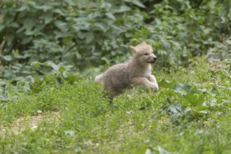 One four weeks old Arctic wolf cub (Canis lupus arctos) walking thru dense green vegetation on