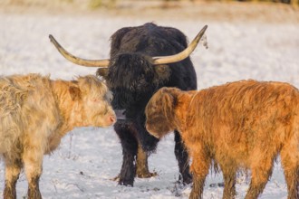 Two highland calves and a cow (Bos primigenius taurus) standing head to head in a snow-covered