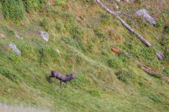 A male Japanese sika deer (Cervus nippon nippon) runs across a meadow down a steep slope