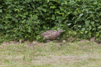 Common pheasant (Phasianus colchicus), Ring-necked pheasant, female bird, mother with young chicks