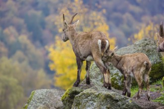 An adult female ibex (Capra ibex) stands on a rock and suckles her young. A forest in autumn colors