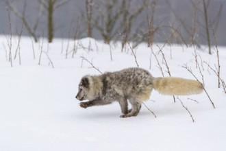 One arctic fox (Vulpes lagopus), (white fox, polar fox, or snow fox) running over a snow covered