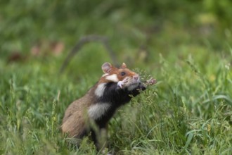 One European hamster (Cricetus cricetus), Eurasian hamster, black-bellied hamster or common