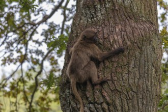 One young Gelada (Theropithecus gelada), or bleeding-heart monkey climbing up a tree. A green