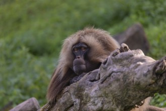 Portrait of an adult male Gelada (Theropithecus gelada), or bleeding-heart monkey, resting on a log