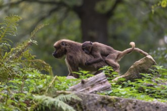 One female with one baby Gelada (Theropithecus gelada), or bleeding-heart monkey riding on her