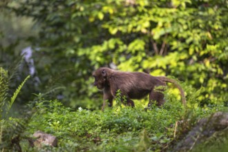 One adult female Gelada (Theropithecus gelada), or bleeding-heart monkey walking through riverine