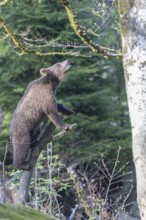 One young eurasian brown bear (Ursus arctos arctos) climbing up a vertical branch and tries to