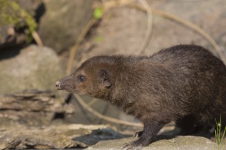 One common kusimanse (Crossarchus obscurus), also known as the long-nosed kusimanse, cusimanse or