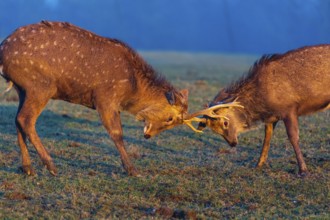 Two Dibowsky stags fighting on a meadow at sunrise, Cervus nippon hortulorum