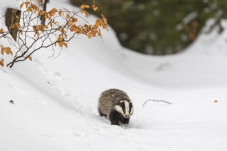 One young European badger (Meles meles) walking through a ravine in deep snow