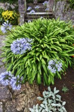 Blue lily (Agapanthus), love flower, potted plant, Muckross House & Gardens, Killarney National