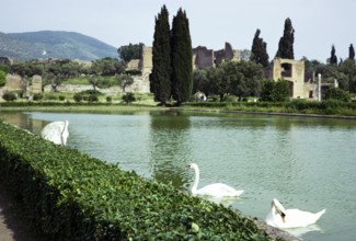 Swans on lake at Hadrian's Villa, Tivoli, Rome, Italy 1974