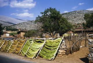 Tobacco leaves drying on racks in a rural area, Northern Greece 1964