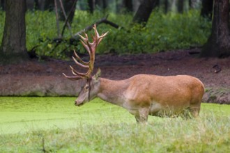 A red deer stag (Cervus elaphus) stands in a pond covered with duckweed