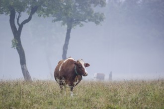 A Holstein Friesian cow stands grazing on a meadow with trees on a foggy day. Eng Valley, Austria,