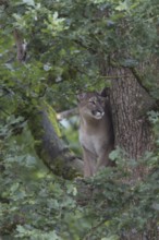 One adult cougar, Puma concolor, resting on a big branch high up in an oak tree