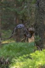 One great grey owl (Strix nebulosa) flying through a forest