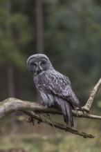 One great grey owl (Strix nebulosa) sitting on the root of a fallen spruce tree