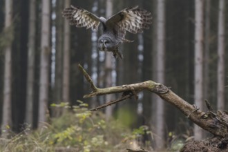 One great grey owl (Strix nebulosa) sitting on the root of a fallen spruce tree