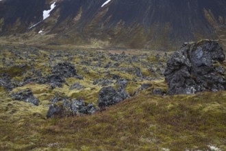 Landscape north of Arnarstapi, Vesturland, West Iceland, lava rocks, moss, Snæfellsjökull,