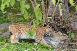 A young Eurasian lynx (Lynx lynx) leaving the undergrowth, stalking something