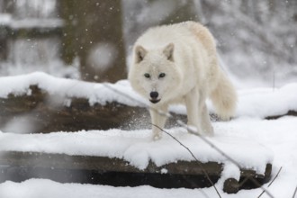 Melville Island wolf (Arctic wolf) running thru snow covered forest, snow falling