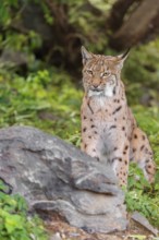 A Eurasian lynx (Lynx lynx) sits on a meadow behind a rock