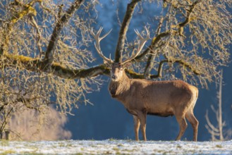 A red deer stag (Cervus elaphus) stands in the first light of day on a meadow covered in hoar frost